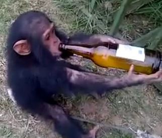singe alcoolique